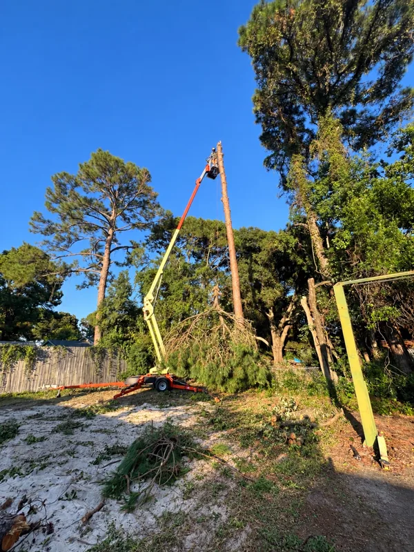Tree work using a man lift beside a tall pine