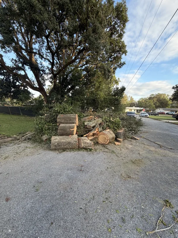 Cut tree sections beside a roadside tree