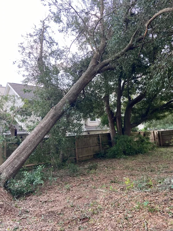 Leaning tree in a residential yard