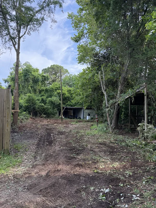 Cleared ground between trees
