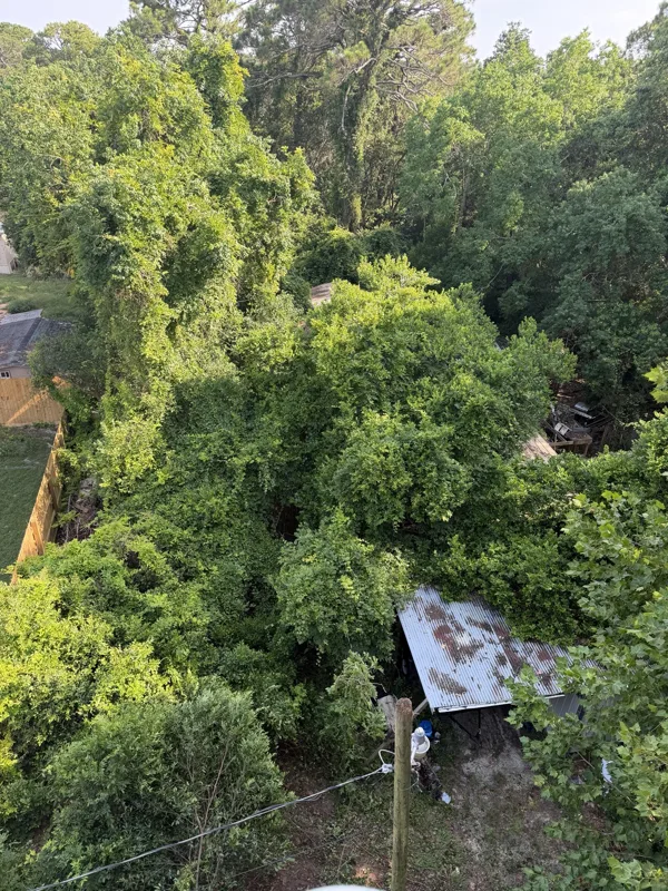 Overgrown trees and vegetation around a shed